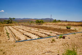 Iniciando agrofloresta