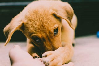 Golden Retriever Puppy