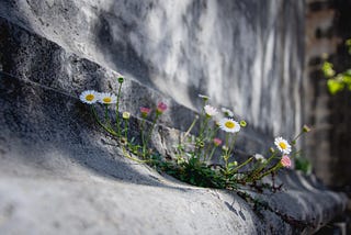 A plant that defies nature by growing through cement