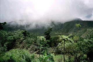 Thick fog is climbing over the mountains of Dominica in the early morning light.