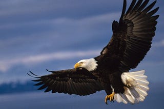 What Is Freedom?