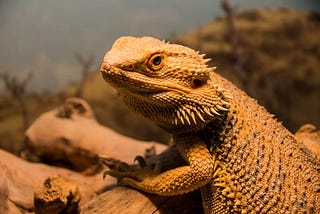 Are Bearded Dragons Easy to Care For?