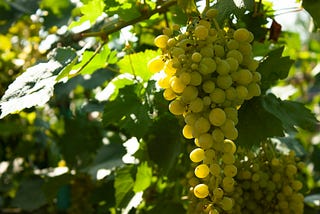 Our Grapes of Wrath