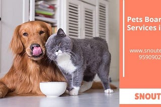 Why Opt For Pet Boarding Service in India?