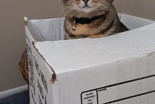 Blind tabby ca sitting pretty in a large moving box