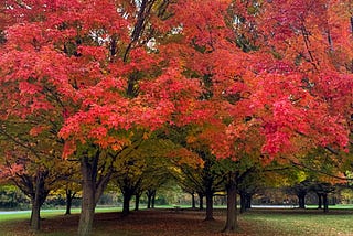 Four Fascinating Trees You Might Encounter In Louisville, KY