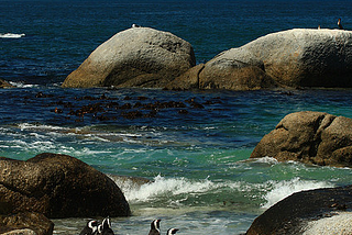 Penguins at Boulders Beach, South Africa