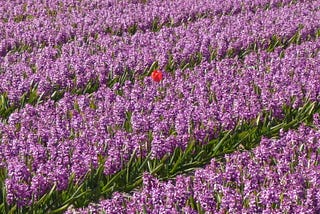 A single red tulip growing in a purple hyacinth flower bed