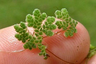 Azolla Beyond Limits: An Odyssey into the Unknown..