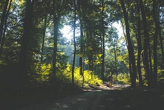 Man walking in a forest