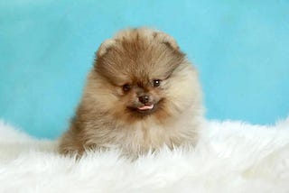 Toy Pomeranian Puppies for Sale in Hyderabad