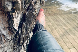 A tattooed hand outstretched from a dark blue winter jacket, grazing the side of a heavily barked tree. Giving the tree a hug.