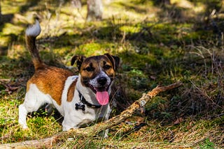 A photo of a small brown and white dog standing in front of a broken tree limb
