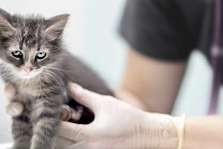 Stress Reported as Major Barrier to Cats Visiting the Vet