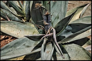 Agave in the garden at the Santo Domingo Cathedral.