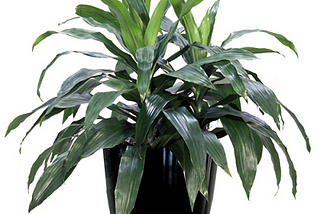 When is the Best Time to Buy Indoor Plants in Melbourne?