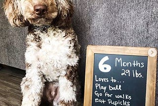 Labradoodle Training Guide