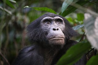 6 Important Things We Can Learn From The Bonobo
