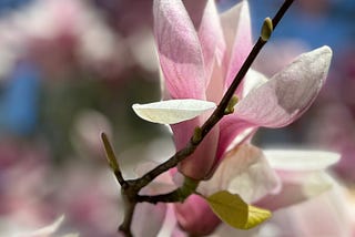 Magnolia blooms with blue sky