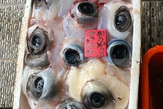 Mambo fish eyeballs, Su-Ao harbor, Taiwan