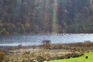 Ireland, hills in the background, lake glistening with sunlight, and sheep grazing in the green grasses