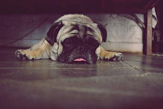 Sleepy pug laying under table.