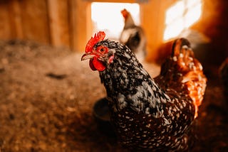 Sustainable Luxury: Reinventing Fashion with Feathers