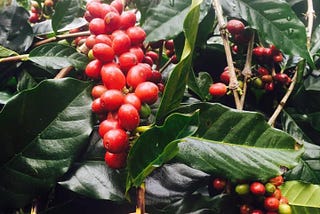CoffeeCoin Utility Token Succeeds With First Specialty Coffee Project
