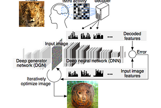 Нейронные сети на основе активности мозга способны воспроизводить картинки видимые человеком
