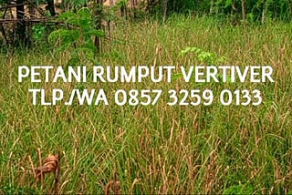 Budidaya Rumput Vetiver, TLP. 0857 3259 0133, BIBIT UNGGUL