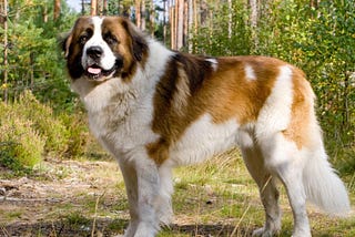 There is a beautiful St.Bernard Dog stands in the woods in the picture