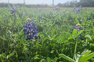 Bluebonnet flowers with a fence in the background