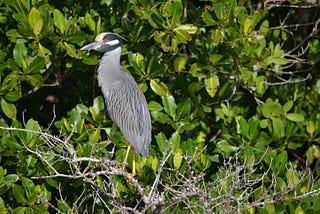 Close Encounter with a Yellow-Crowned Night Heron