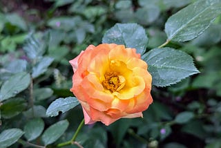 The Roses of June