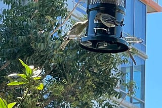 Picture of birds on my new bird feeder. By Jennifer Gardner