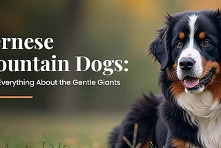 Bernese Mountain Dogs Know Everything About the Gentle Giants