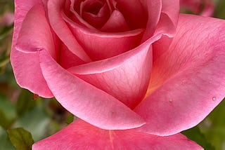 When Life Opens Up Like A Rose