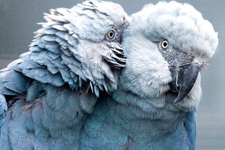 Spix’s Little Blue Macaws Are Returning To The Wild In Brazil