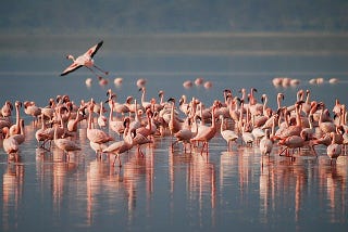 birds and humans relationship