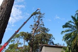 Tree Removal Turramurra Ensures Professional Handling