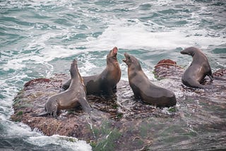 Susan J Photography — Four harbor seals frolicking on the rocks at La Jolla Cove in San Diego