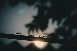 A close-up silhouette photograph of several ants with visible antennae and legs, crawling along a stick against a softly blurred background of foliage, sun and mountains.