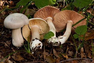13 deadliest mushrooms in the world (don’t munch on these)