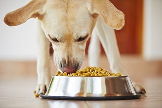 Why it’s important to “dogfood” your own product