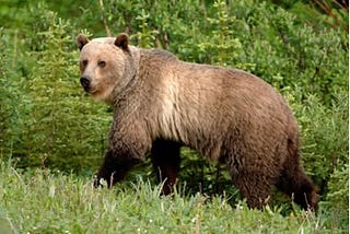 Grizzly Bear (Ursus Arctos) — Extinct 2012