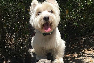 Finding An Affordable Dog Sitter In Redwood City