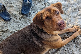 Pet Travel is Trendy, But Is the Caribbean Finally Dog-Friendly?