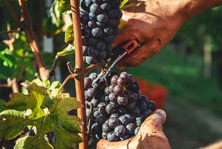 A man cutting grapes with scissors