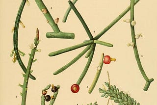 An old botanical illustration of various species of Rhipsalis, a tiny cactus.