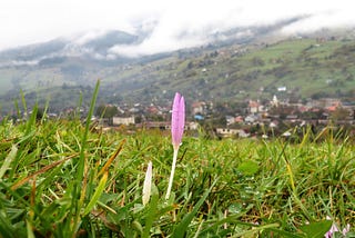 Those Who Are Confused About the Season